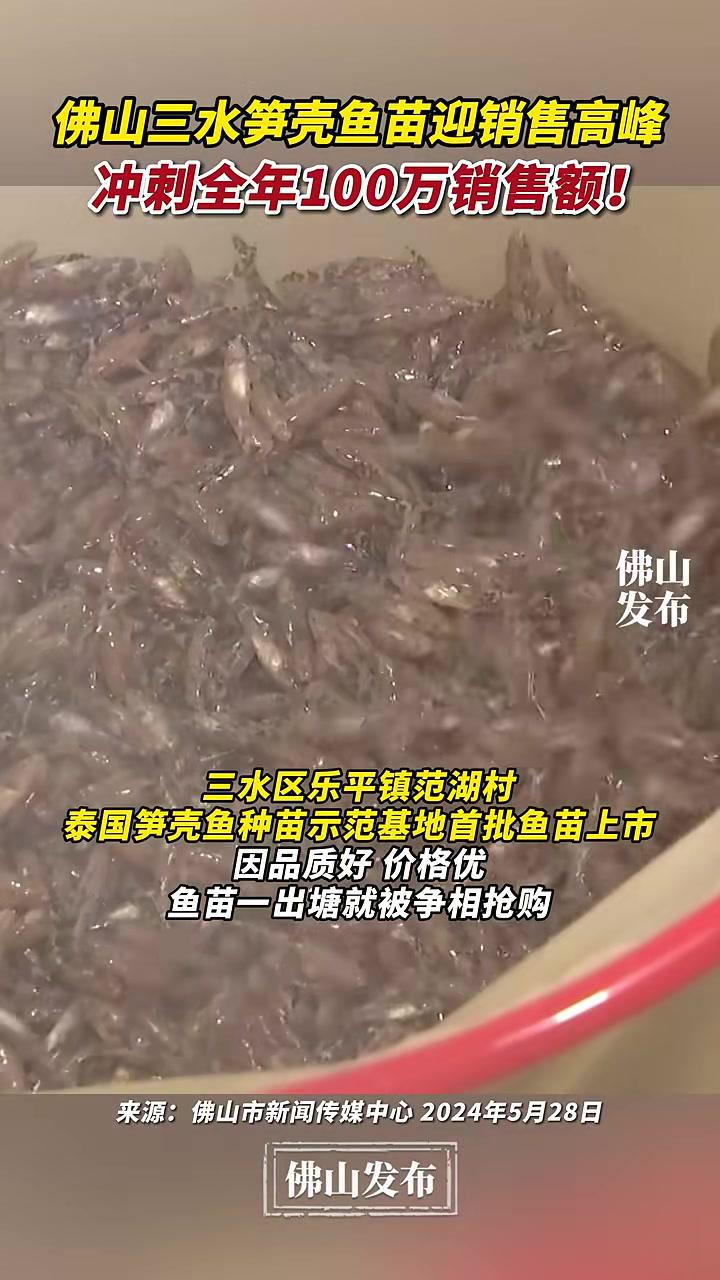 佛山三水笋壳鱼苗迎销售高峰,6月预计售出百万尾,冲刺全年100万销售额!(编辑:嬛嬛)三农