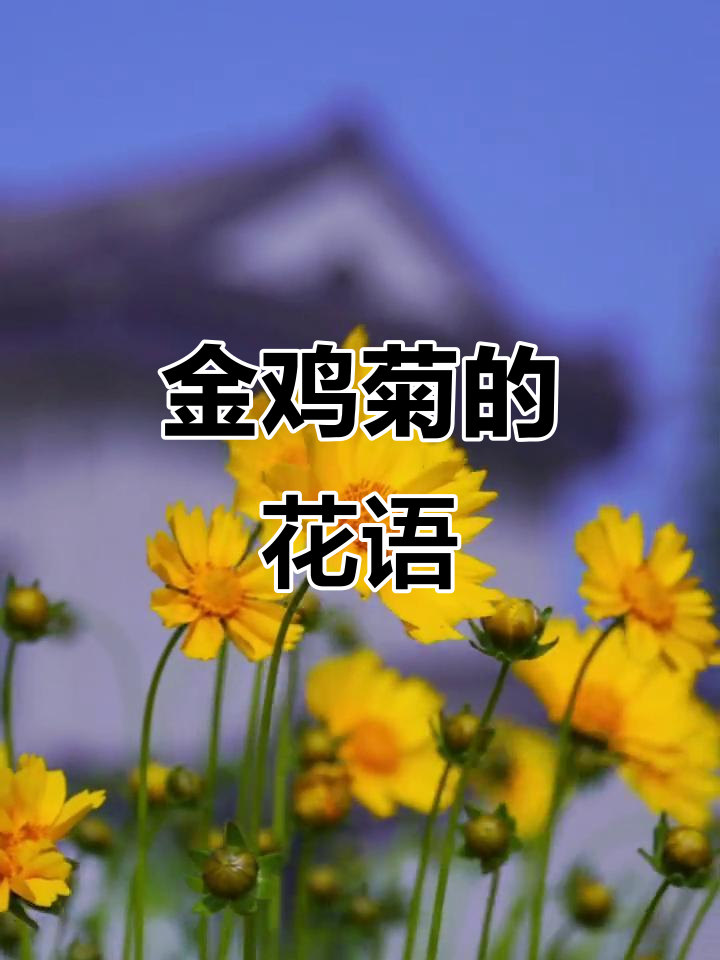 金鸡菊:美丽草本,寓意希望与新生