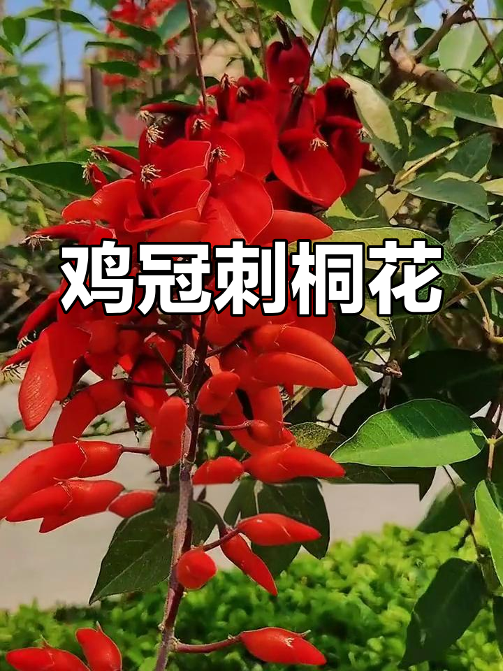 鸡冠刺桐:红辣椒与鸡冠的奇妙植物