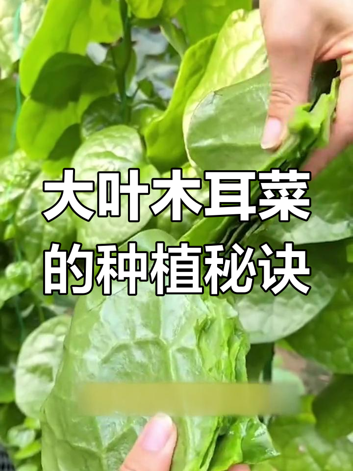 春季必种大叶木耳菜,几天就能吃上第一茬!