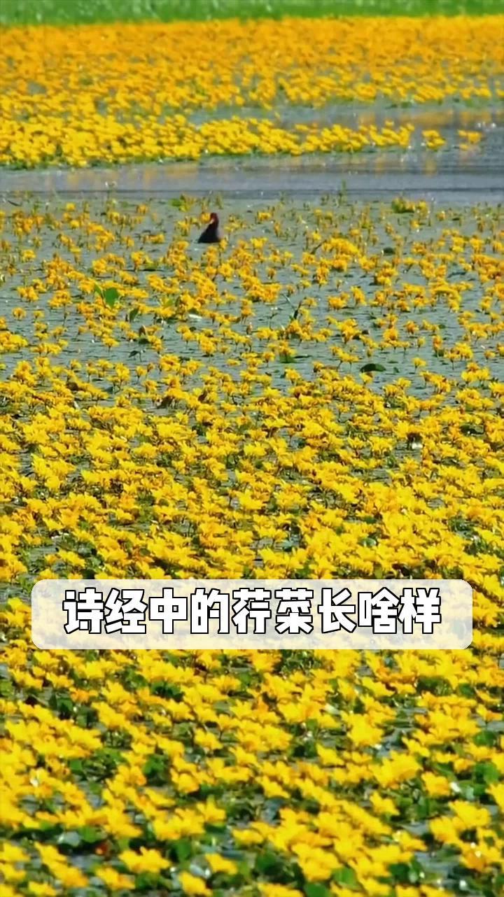 诗经中的荇菜长啥样?