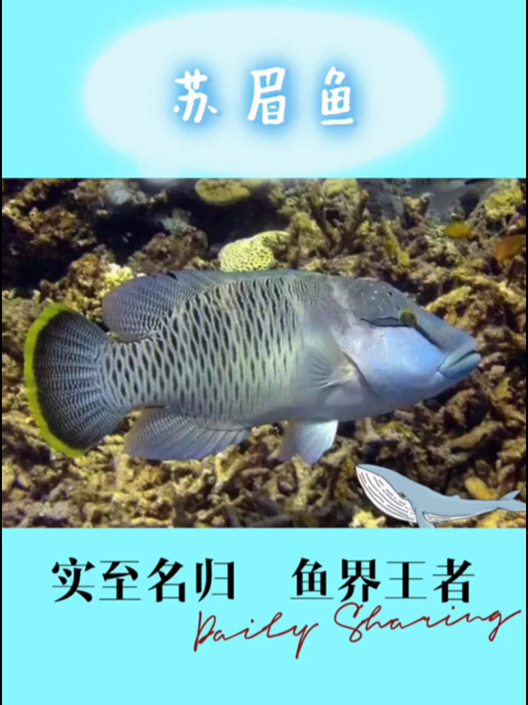 苏眉鱼、实至名归、鱼界王者!