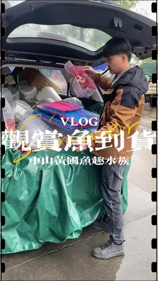观赏鱼每周到货日,降温的天气也就只有冷水鱼最畅销啦!还补了很多鹦鹉和仓鼠~ 