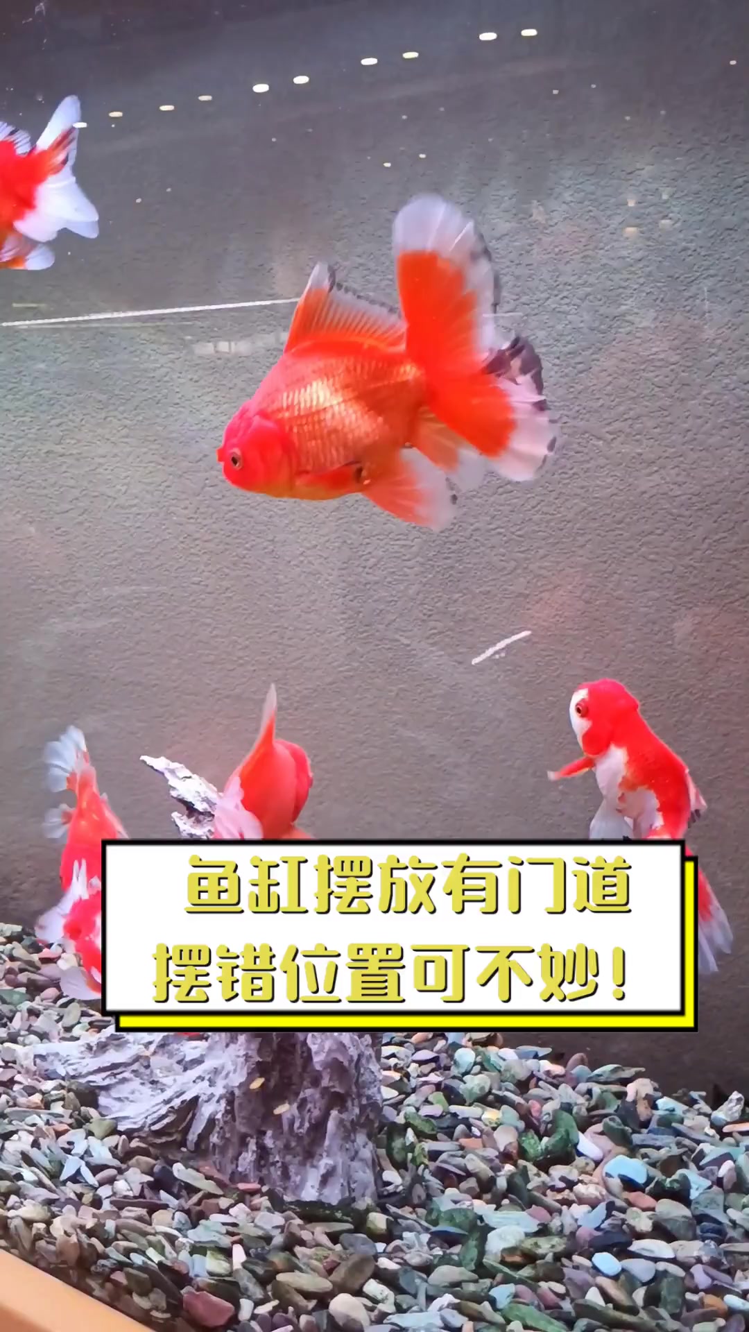 鱼缸摆放有门道,摆错位置可不妙!
