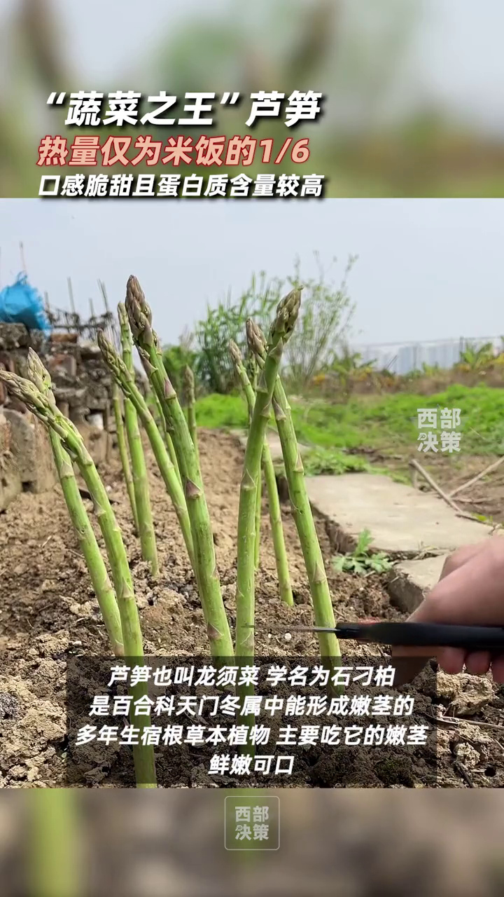 芦笋热量仅为米饭六分之一 芦笋也叫龙须菜
