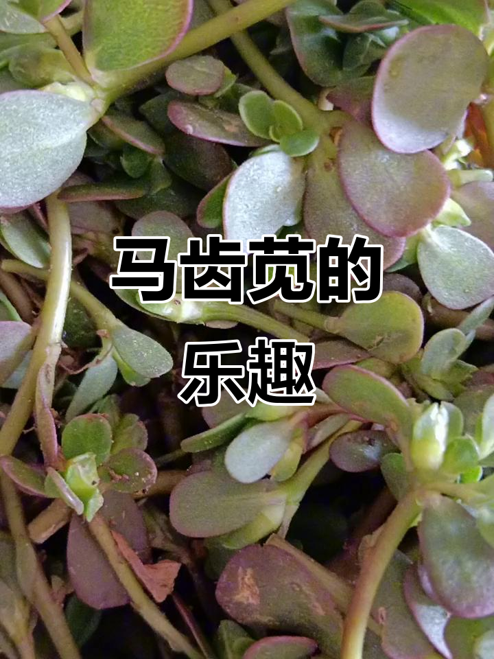 酸哈马齿苋:田头地里的童年味道,轻松采摘三四次