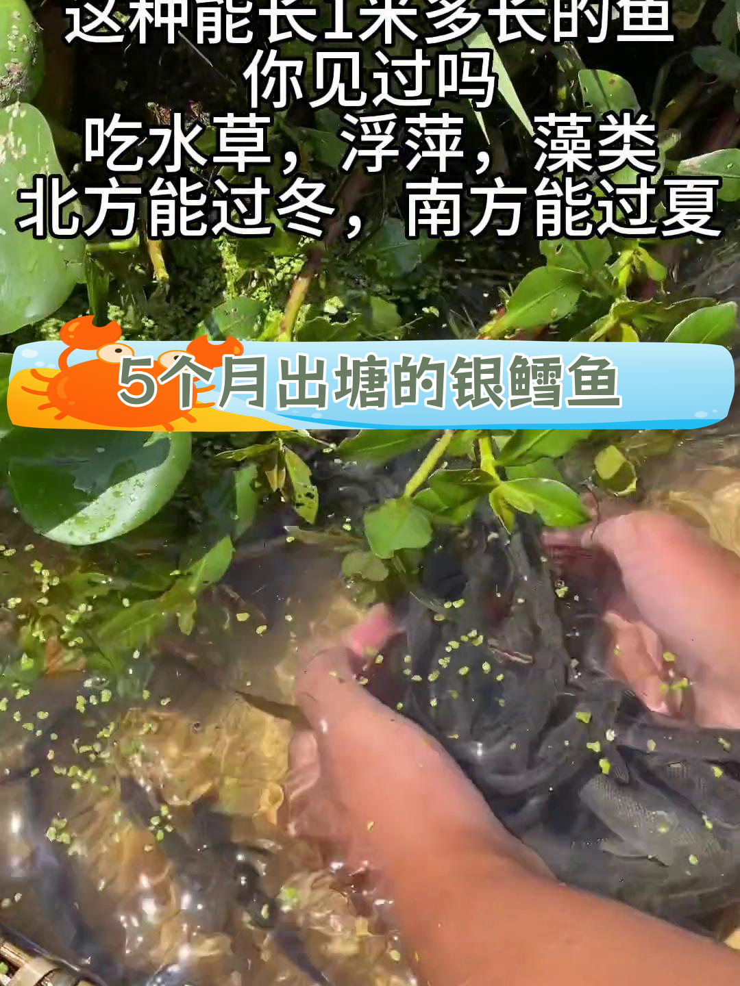 淡水银鳕鱼养殖,快速增重,利润可观