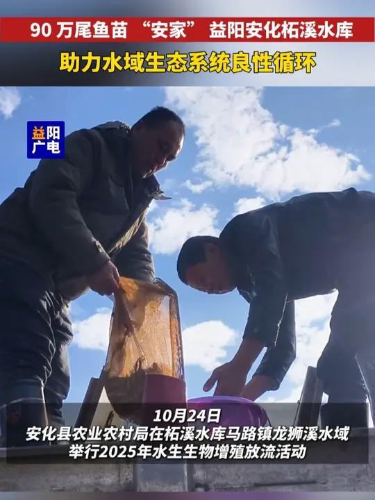 90 万尾鱼苗 “安家” 益阳安化柘溪水库，助力水域生态系统良性循环