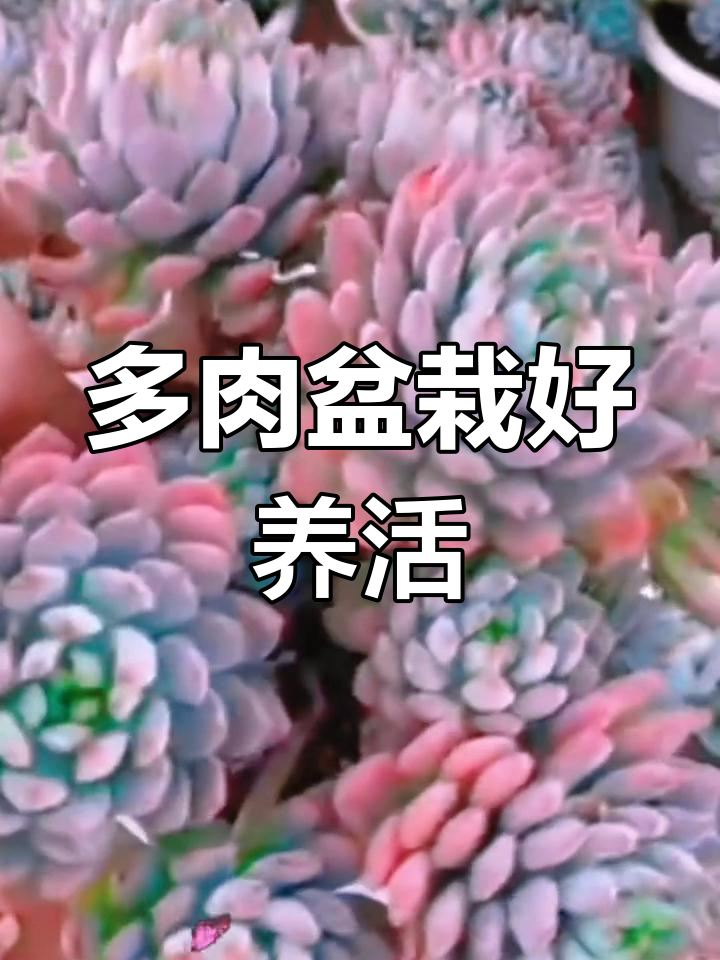 蓝精灵多肉植物,室内阳台轻松养护