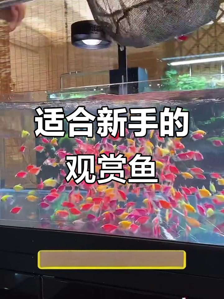 新手养鱼必看!最适合入门的小型观赏鱼推荐