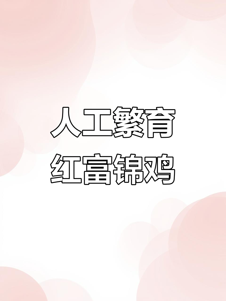 红腹锦鸡养殖技巧:简单喂食,轻松照顾