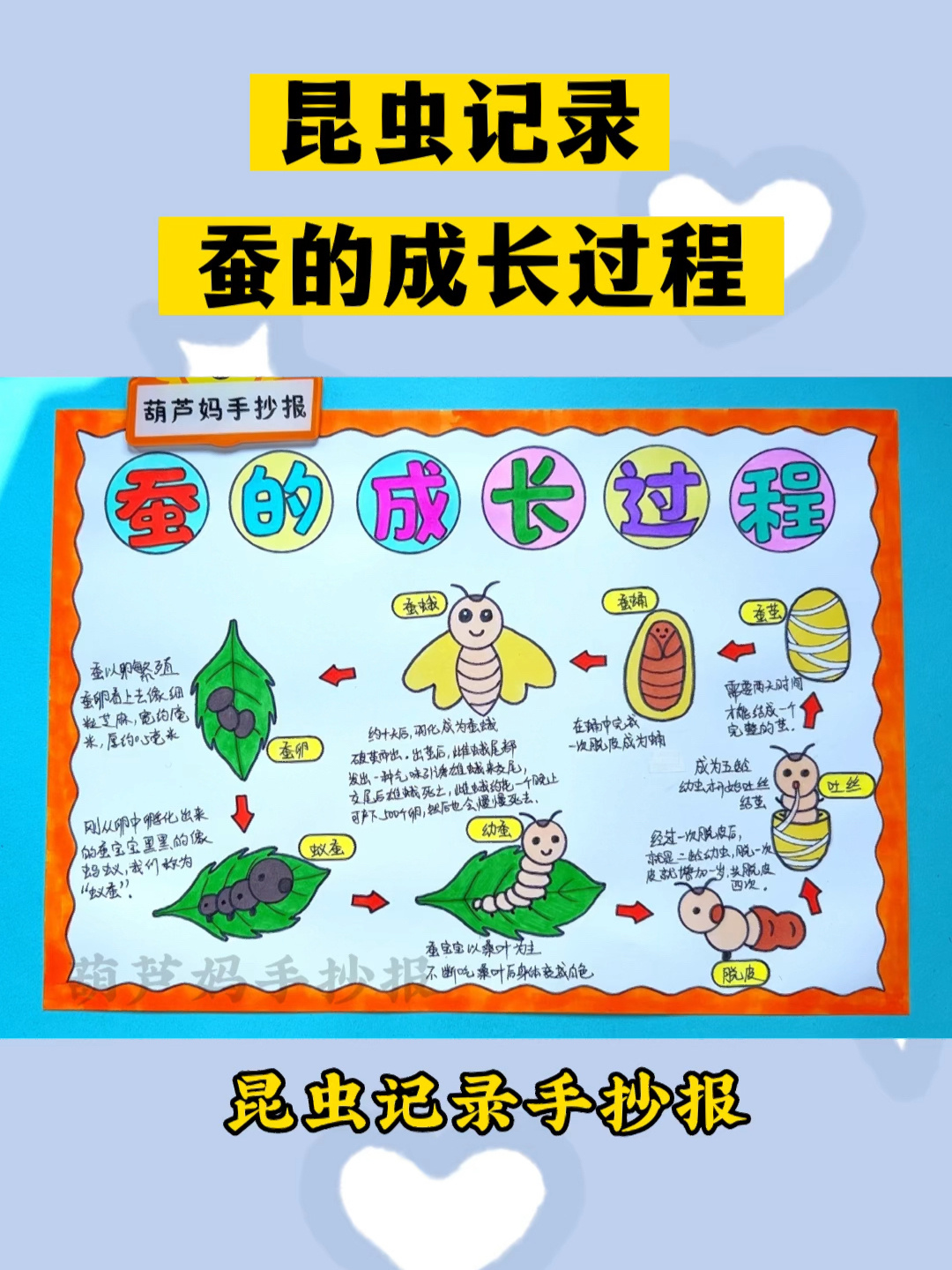 昆虫记录卡蚕的生长过程手抄报绘画