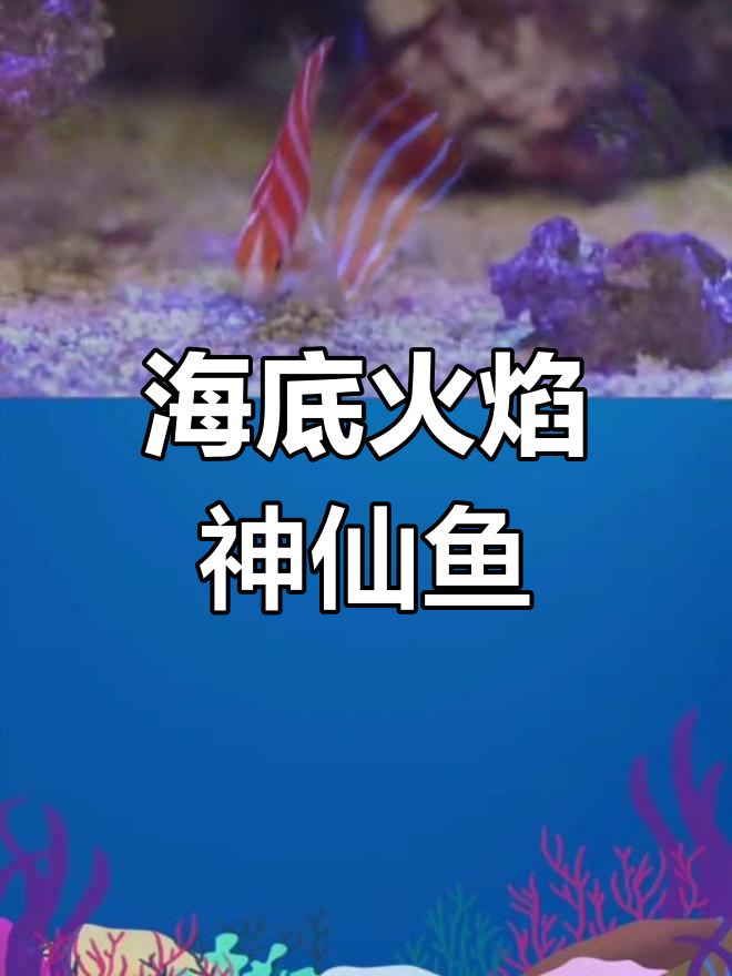 薄荷仙:深海中的稀有瑰宝