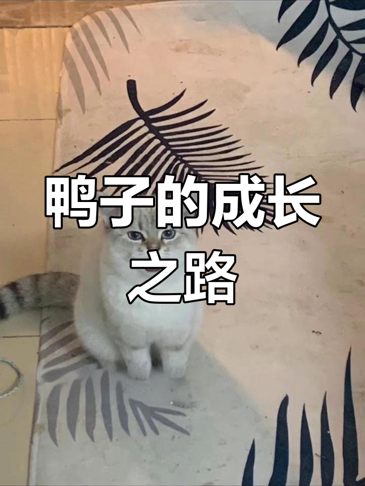 小鸭子从可爱到调皮,成长变化大揭秘