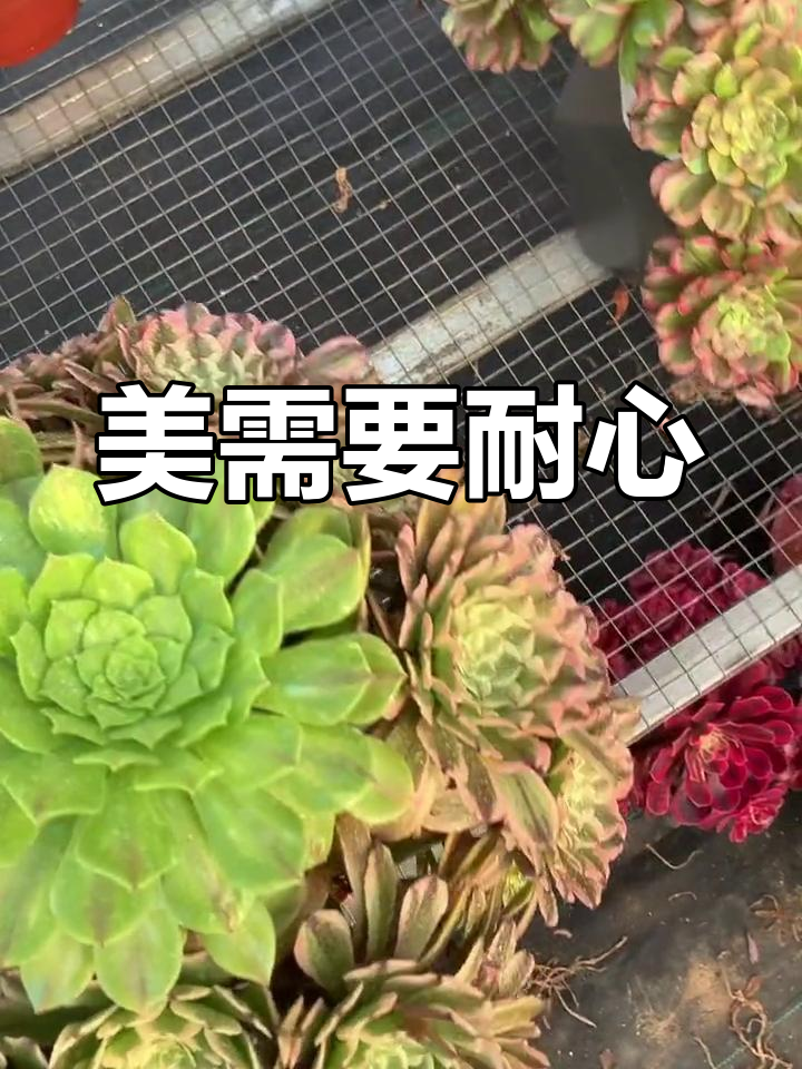 粉黛之美需时间呵护,萤火头自然生长