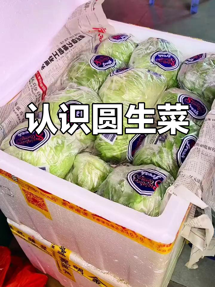 圆生菜与包菜的差异解析
