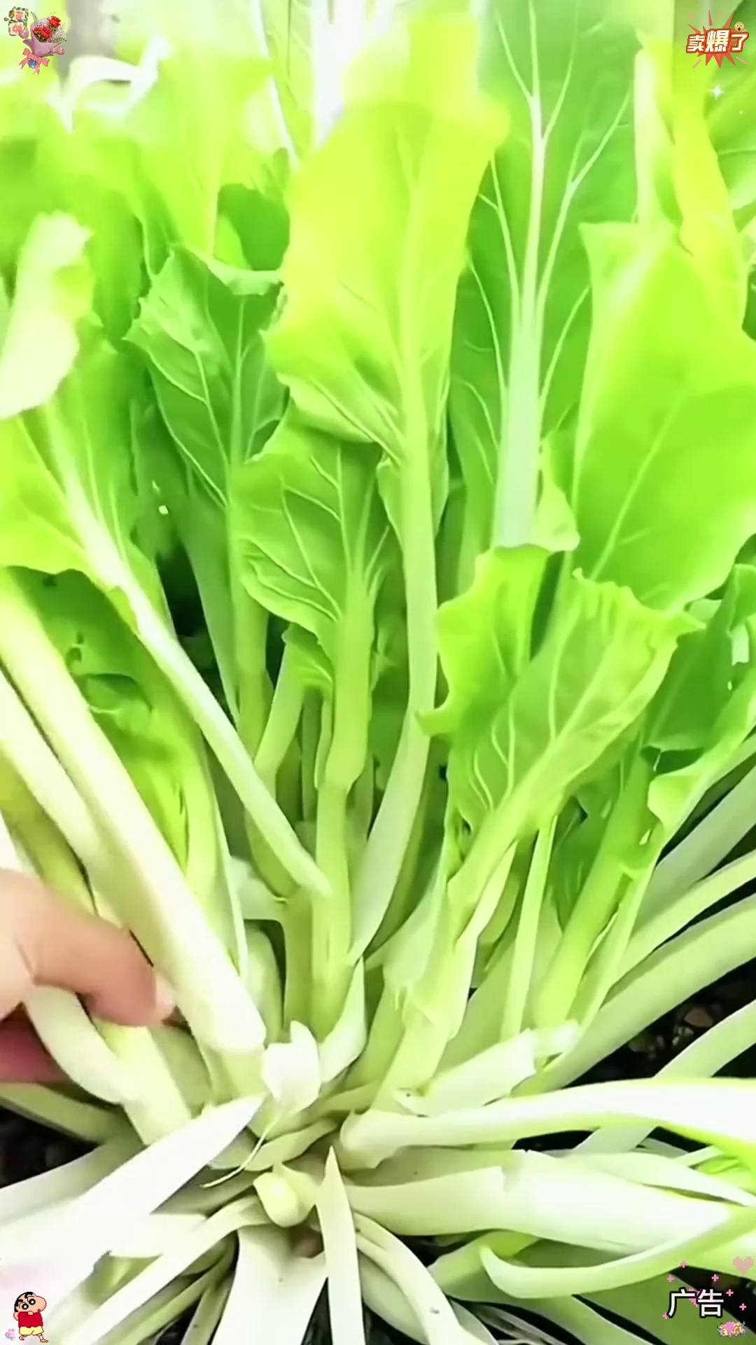 季可种速生白菜台,适应性强,好种植,口感鲜嫩,清甜爽口!白菜苔 蔬菜种子 在家种菜 阳台小
