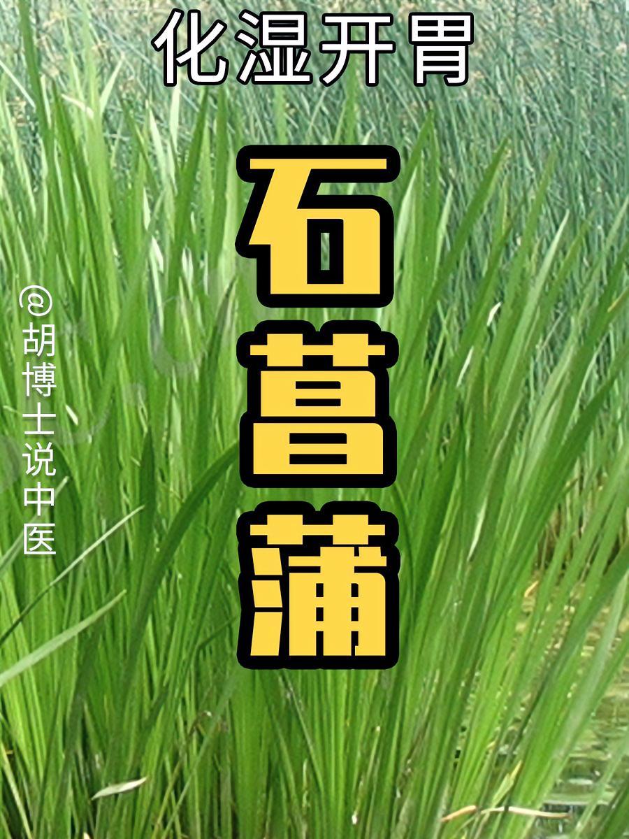端午常用的石菖蒲,有什么作用 端午 端午安康 菖蒲 石菖蒲 胡博士说中医