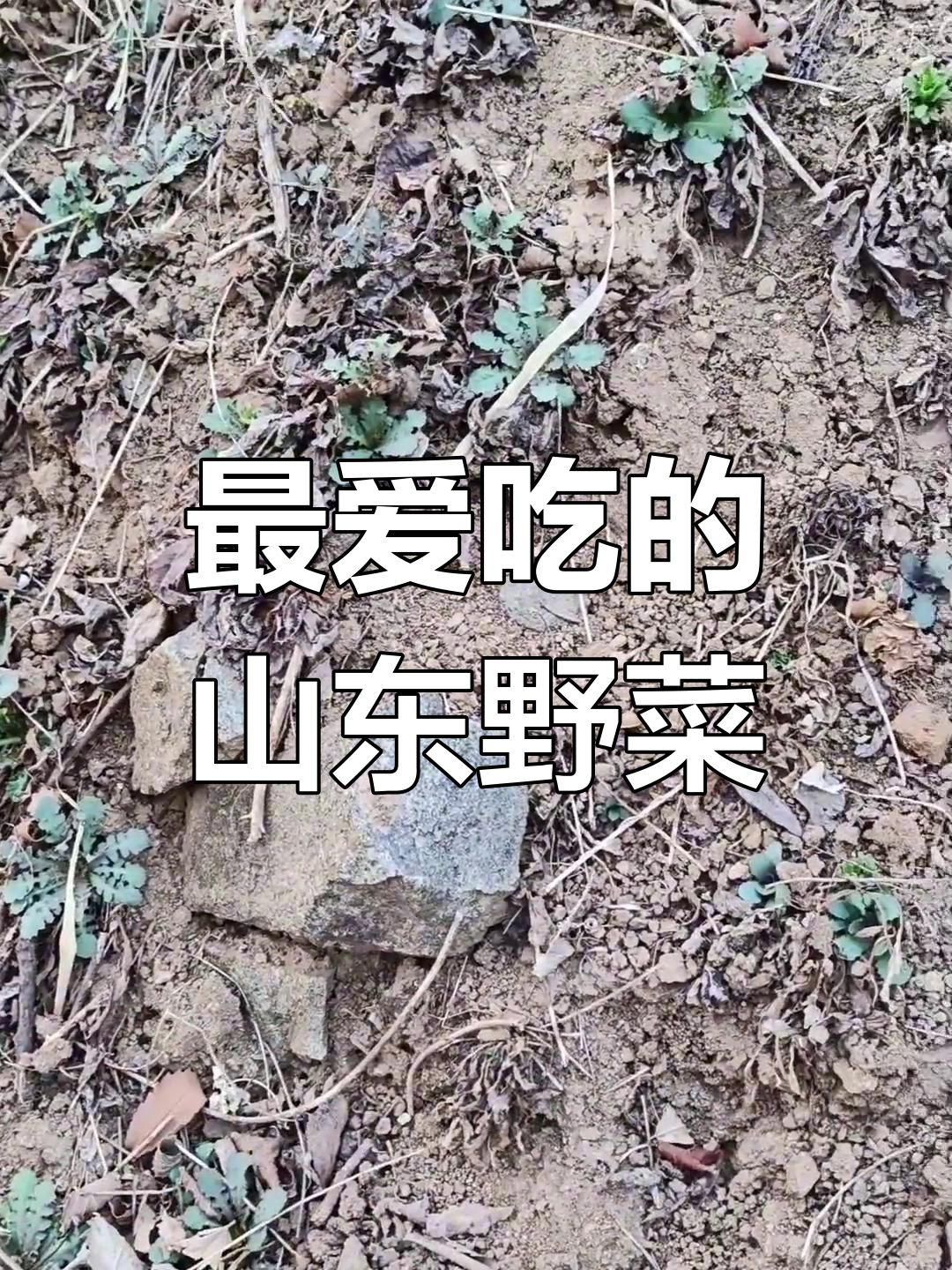 山东春天最受欢迎的野菜,爆火!