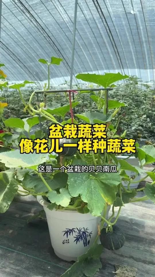 像花儿一样种蔬菜,盆栽蔬菜