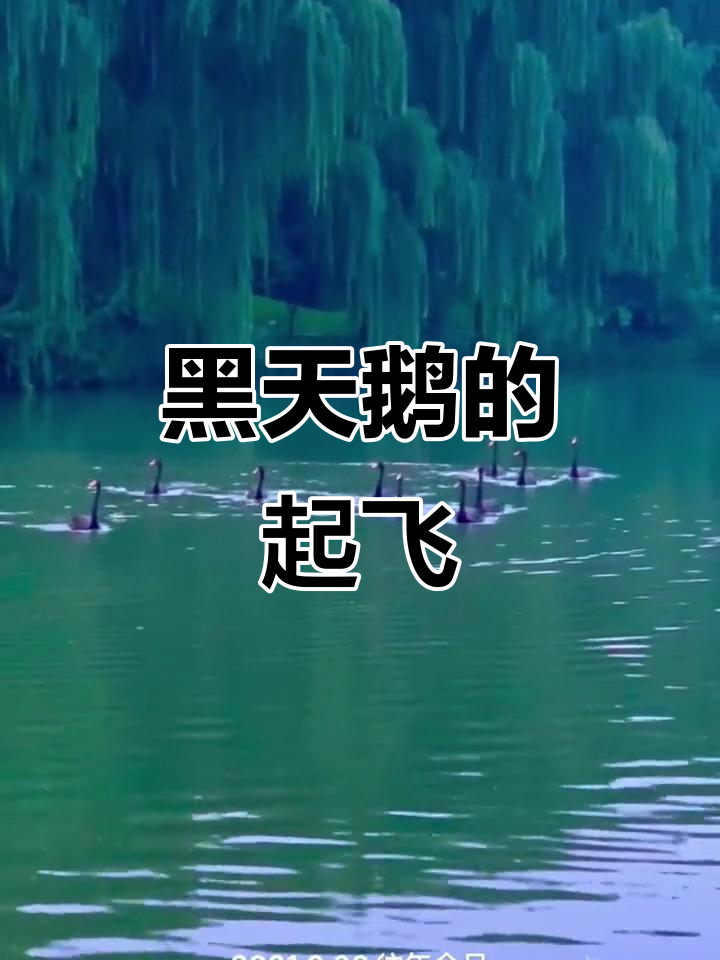 圆明园黑天鹅起飞,五分钟准备后腾空而起
