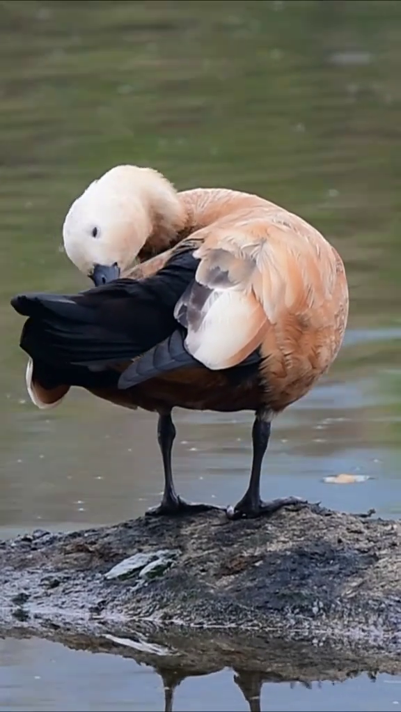 数鸭子！看看这些鸭子你都认识哪些
