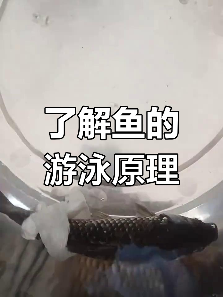 探索鲫鱼的运动与呼吸机制
