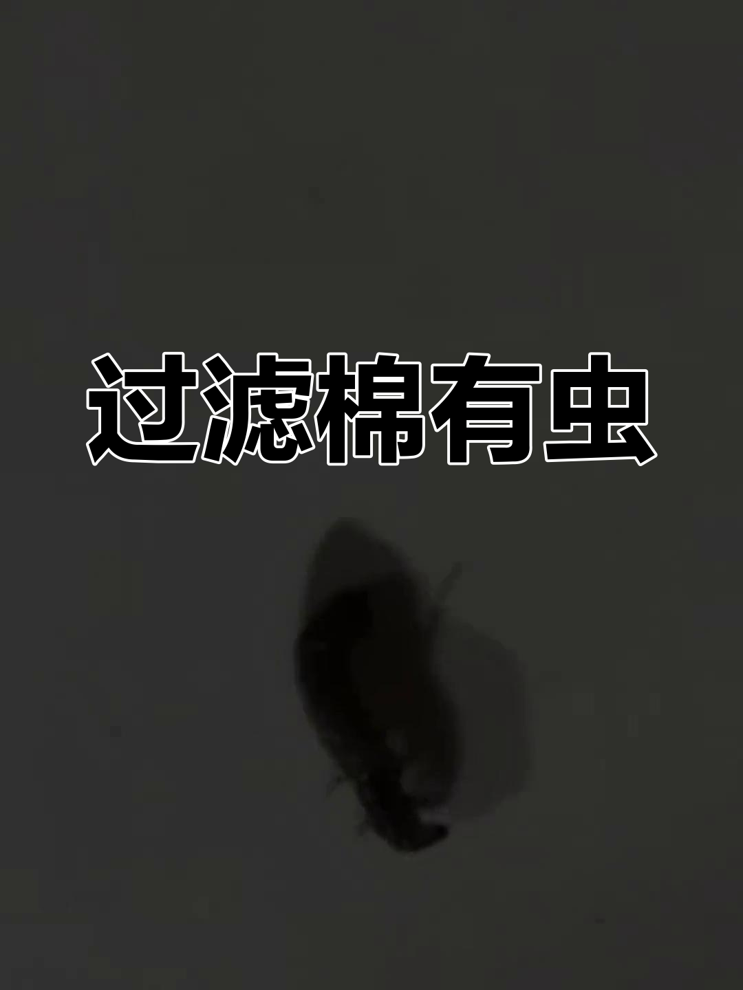 鱼缸过滤棉惊现虫子,竟是这种生物