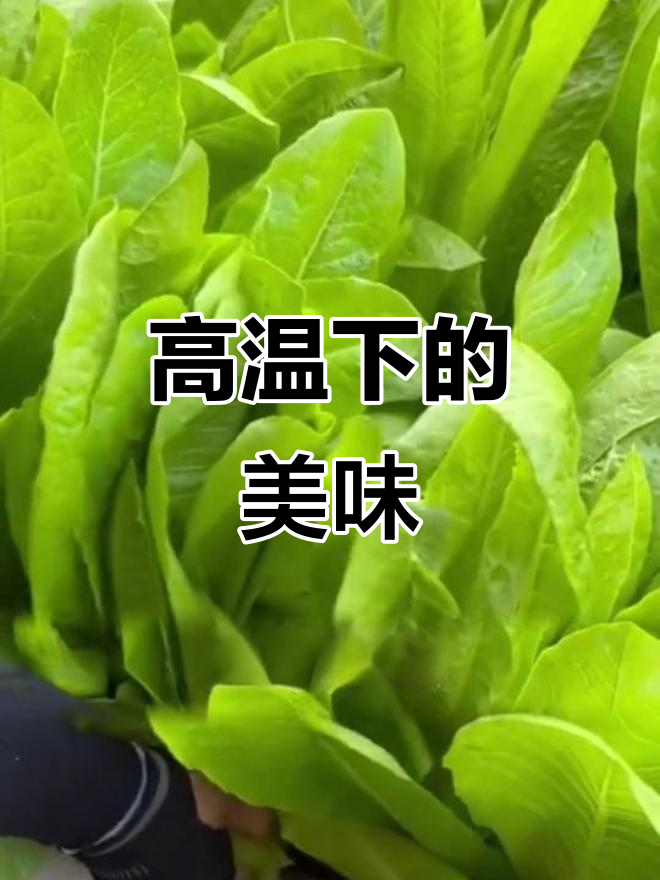 汉斯沙拉菜,高温下依然翠绿可口,值得一试!