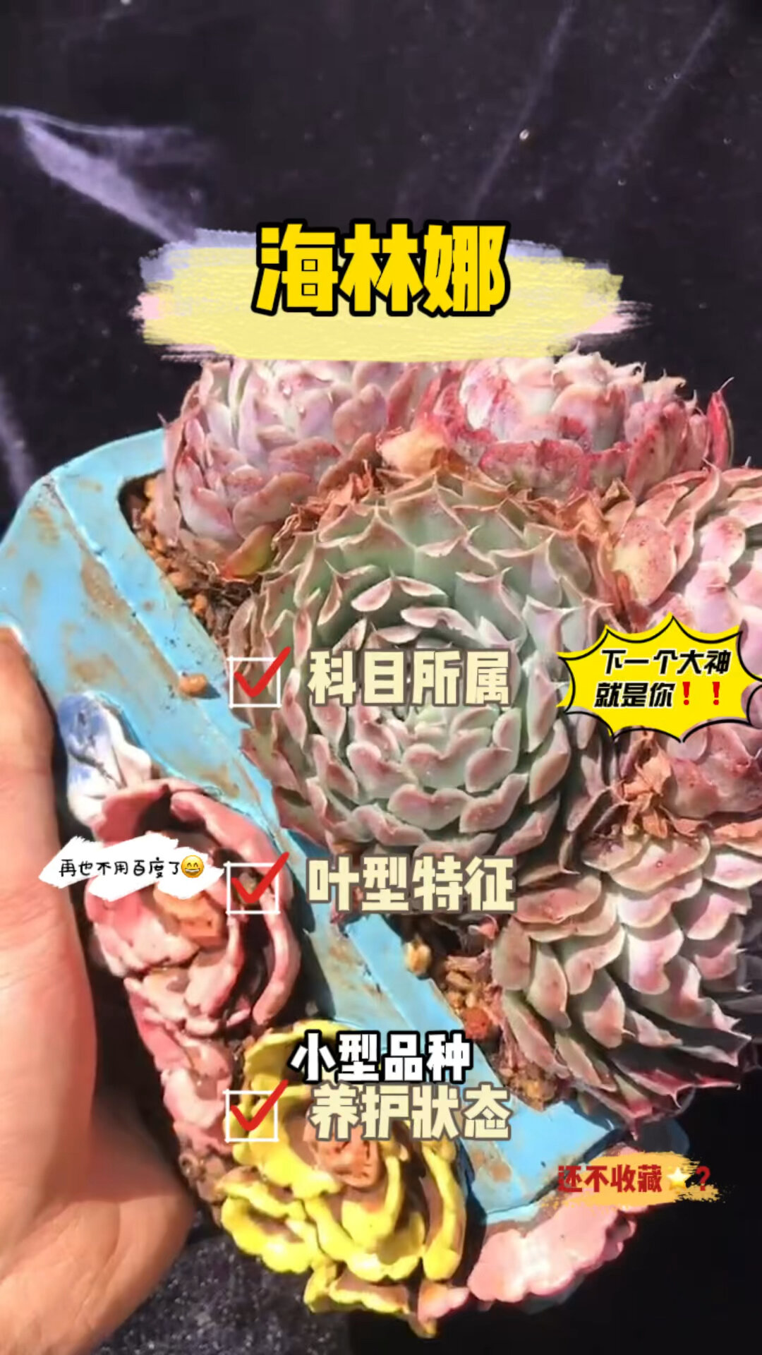 多肉植物:海琳娜