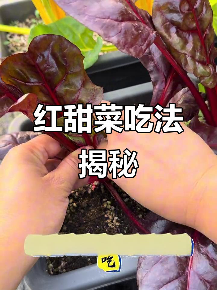 红甜菜吃法全解析,视频教你轻松搞定!