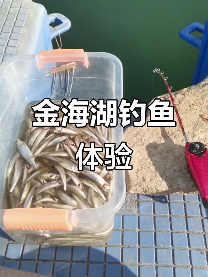 金海湖首场池沼公鱼钓，小电轮测试效果惊艳