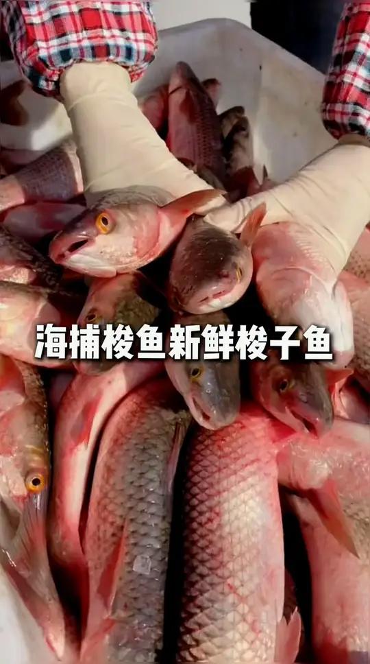 新鲜海捕梭子鱼来活动了好吃不贵经济实惠快来一起尝个鲜食材新鲜才是硬道理真材实料好味道美食分