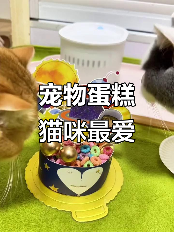 猫咪的生日蛋糕,营养又美味!