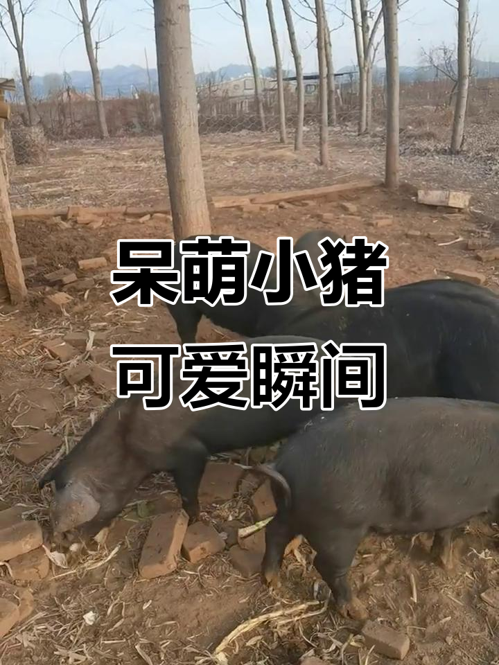 小猪拱白菜,萌态十足
