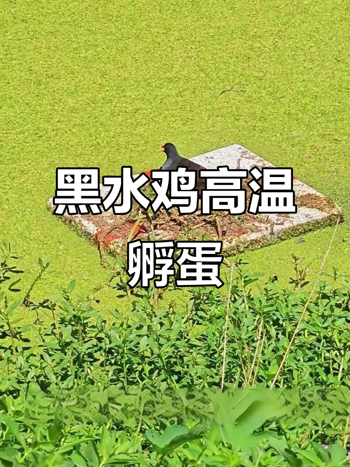炎热天气下,黑水鸡在水面孵蛋,竟然不怕热!