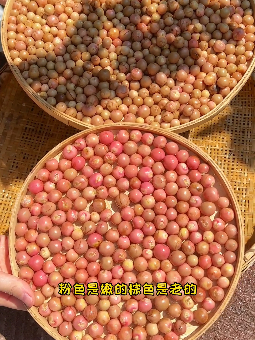 用新鲜采摘的芡实(鸡头米)做糕点,好健康