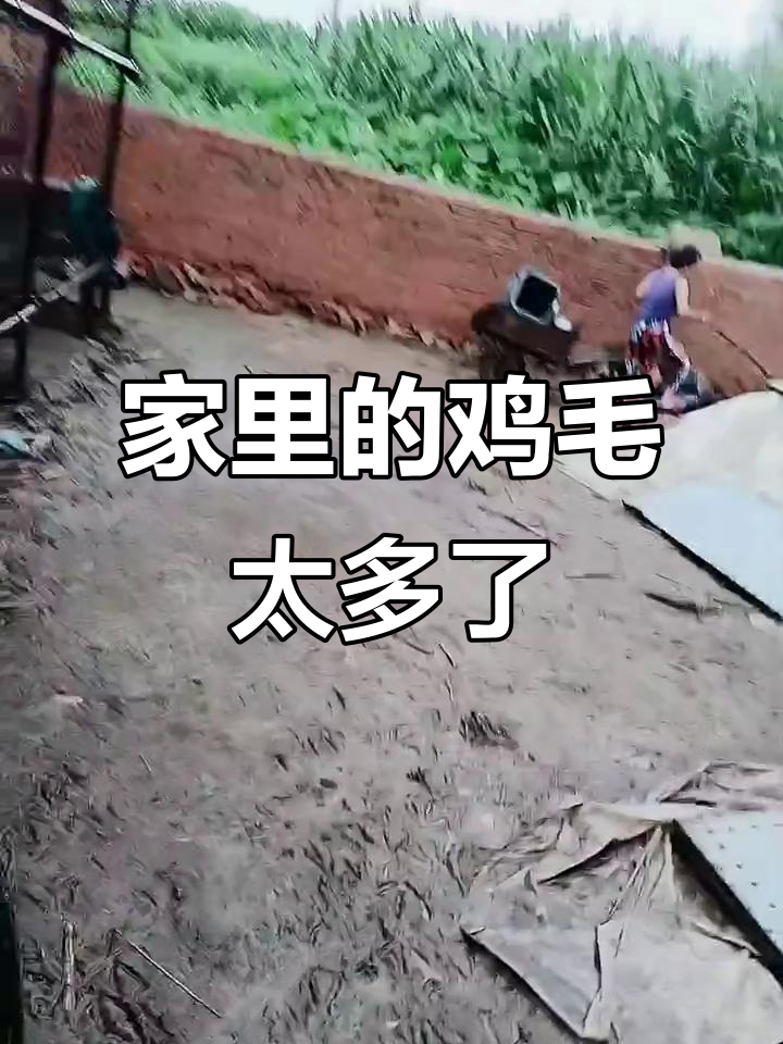 鸡毛满地,家里乱成一锅粥!你们家也这样吗?