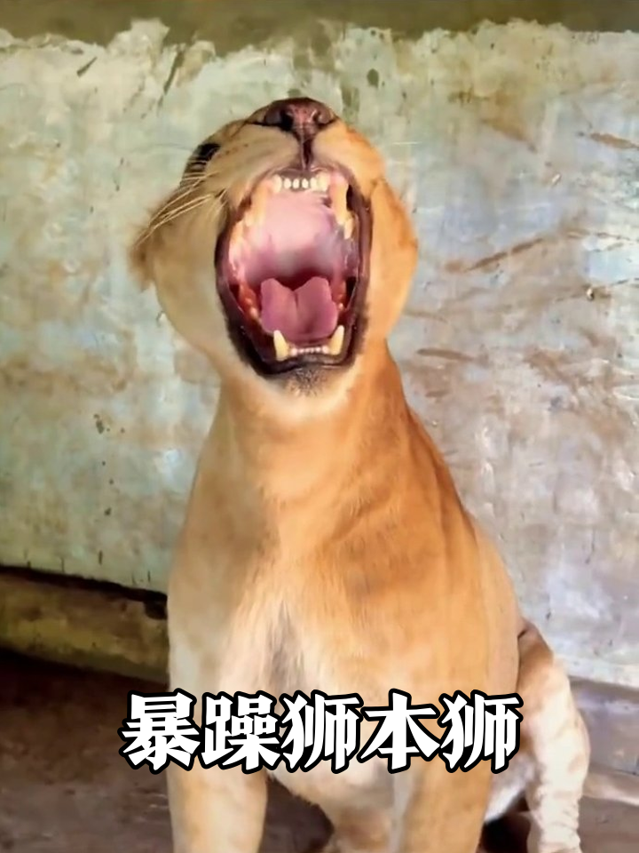 狮子暴躁表情包大赏,龇牙咧嘴像极了上班摸鱼被抓包