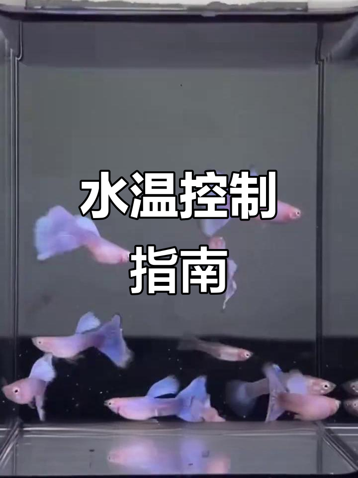 孔雀鱼适宜水温24-26度,保持稳定避免极端温差