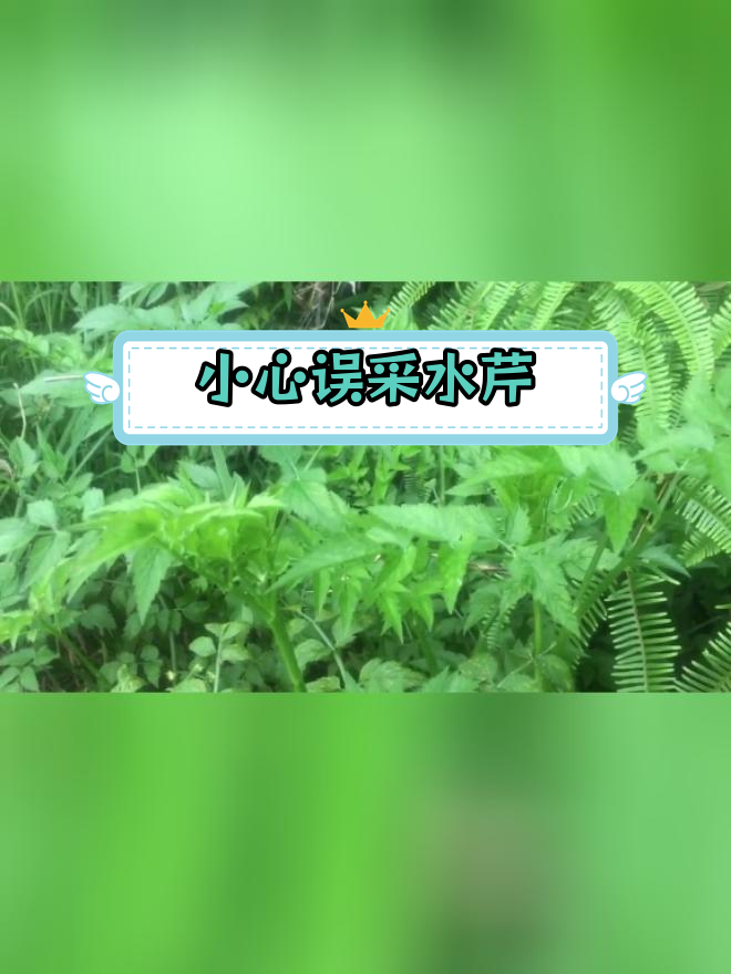 水芹与毒芹的区别,采摘需谨慎