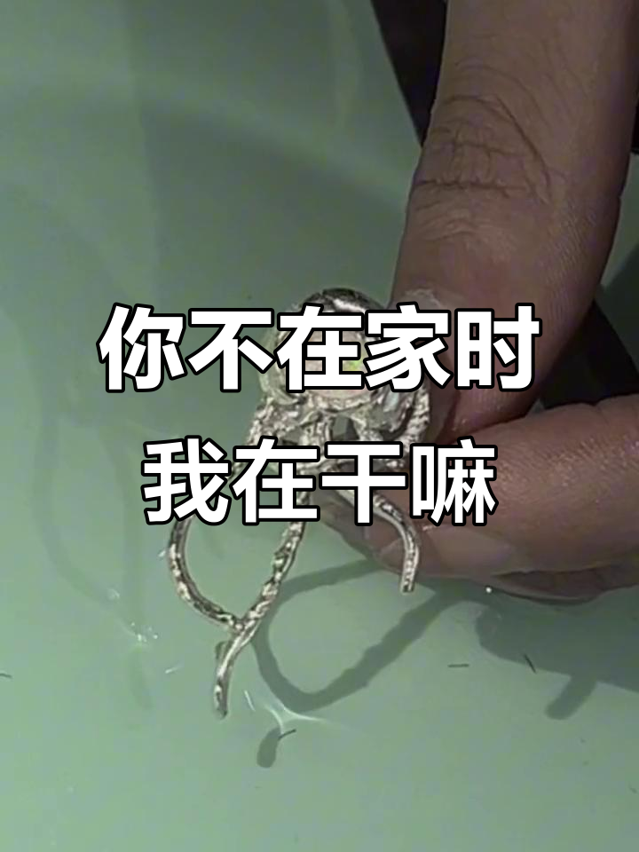 派大星不在家,我该做些什么?等你回来一起抓水母吧!