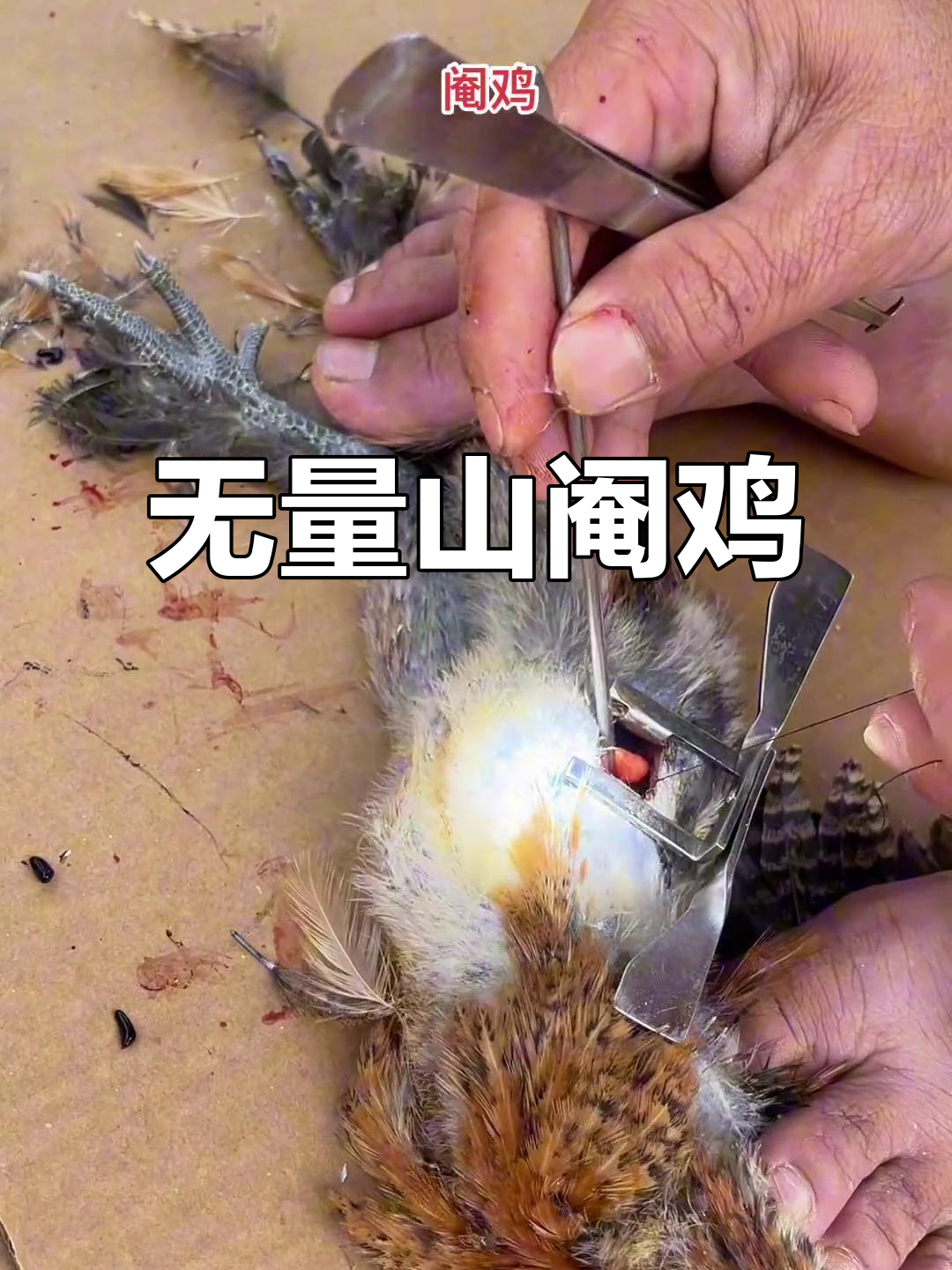 云南六大名鸡大揭秘,无量山阉鸡肉质鲜美!