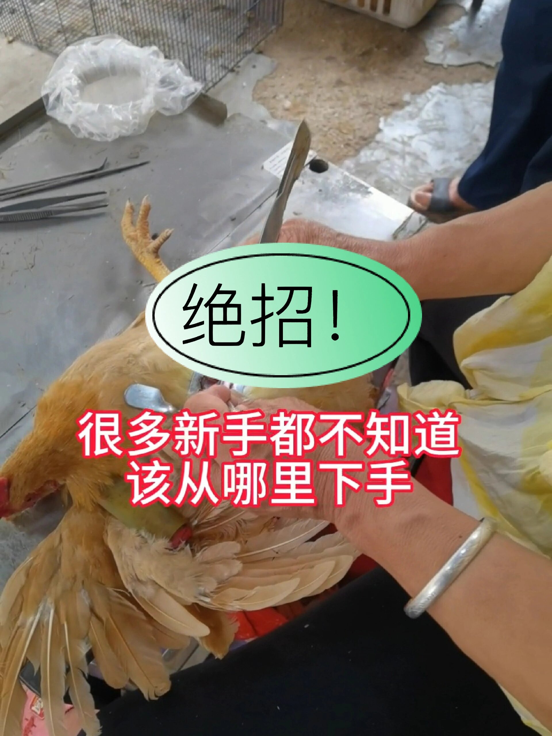学阉鸡必须知道的这些技巧