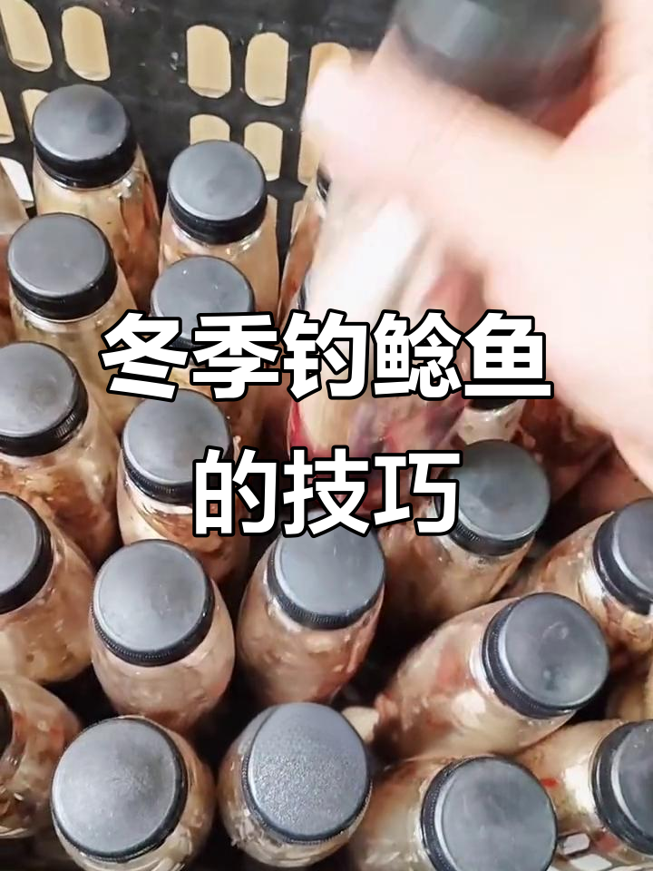 冬季钓鲶鱼的最佳时机,臭鱼引诱法揭秘