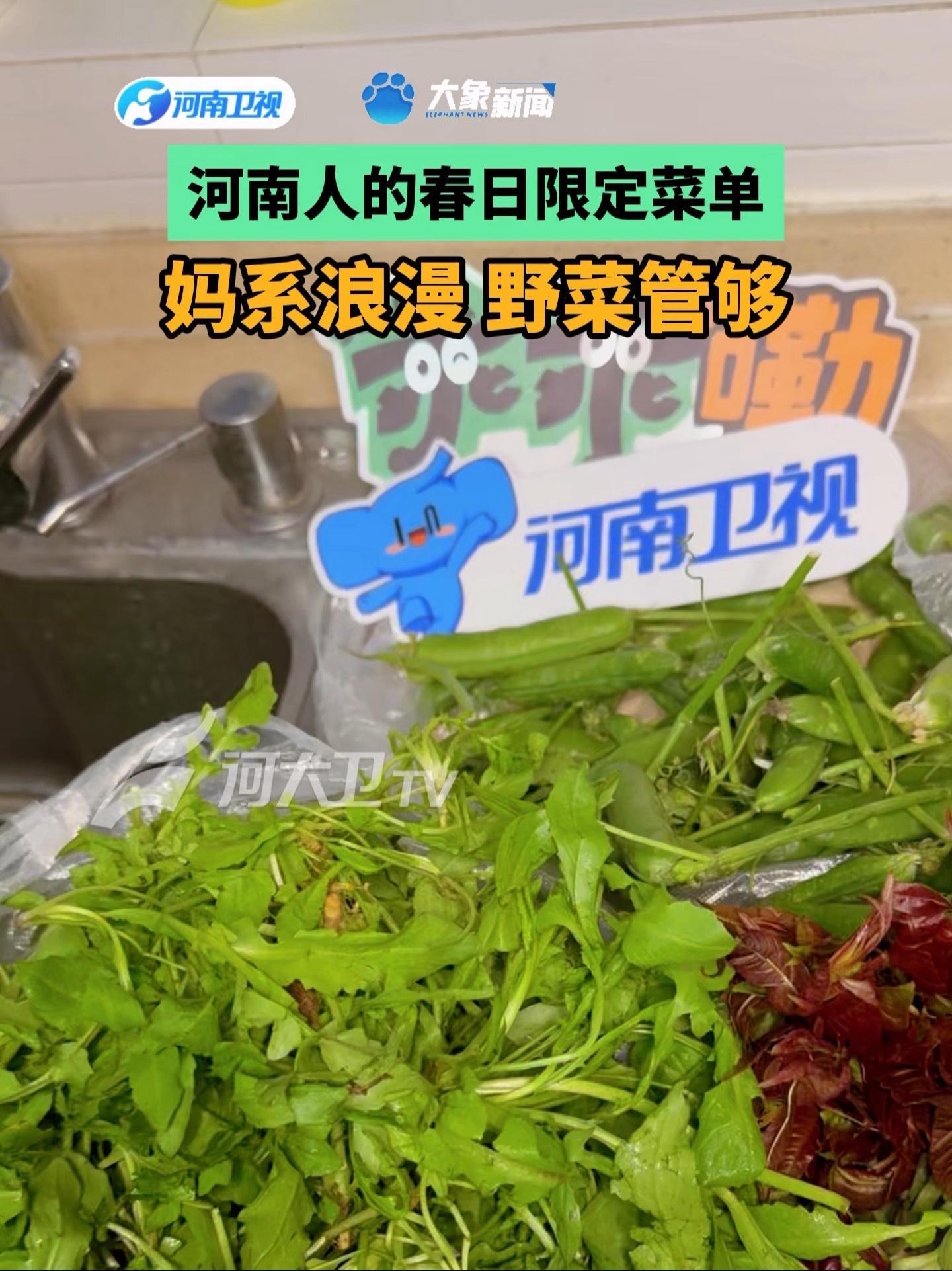 乖乖嘞河南 河南人的春日限定菜单。妈系浪漫,野菜管够!#河南春天 野菜 野菜美食 野菜不绝