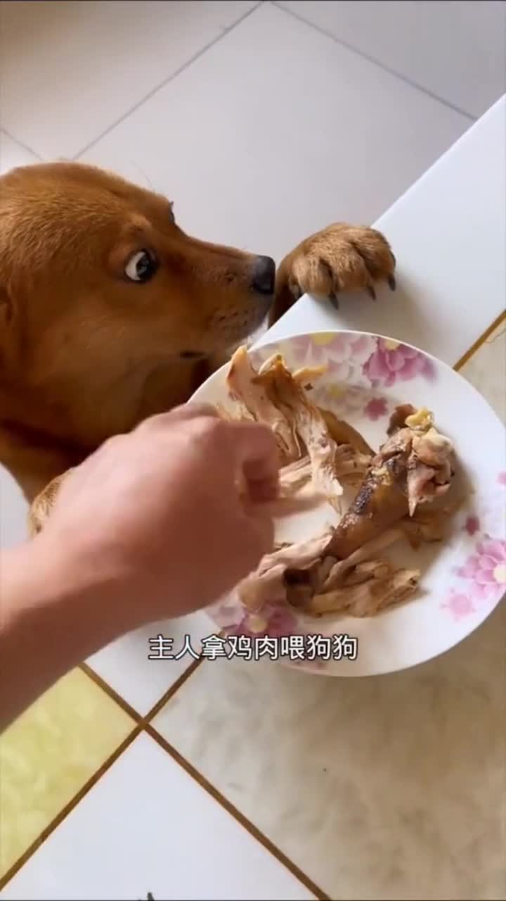 主人冤枉狗狗偷吃鸡肉,狗狗气得咬牙切齿 萌宠趣事