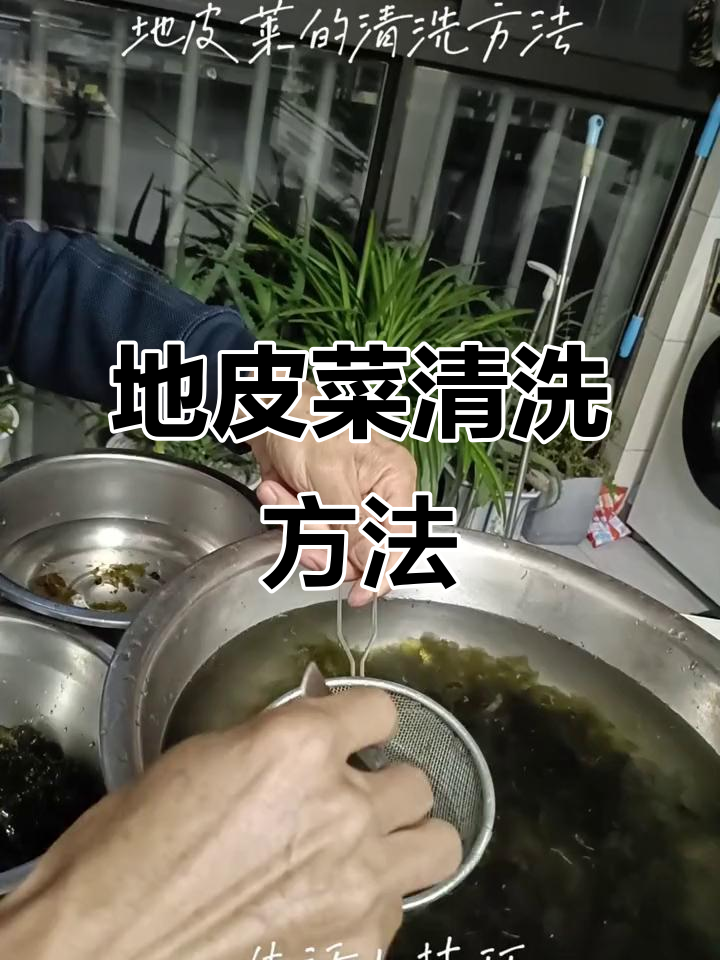 清洗地皮菜的技巧与注意事项,教你如何彻底清洁