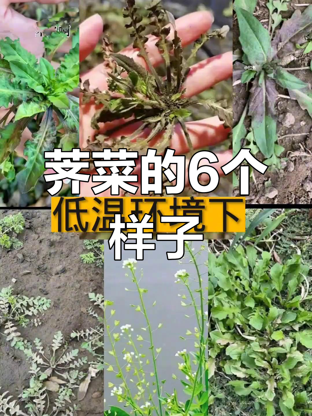 荠菜6种形态,教你如何辨别真假