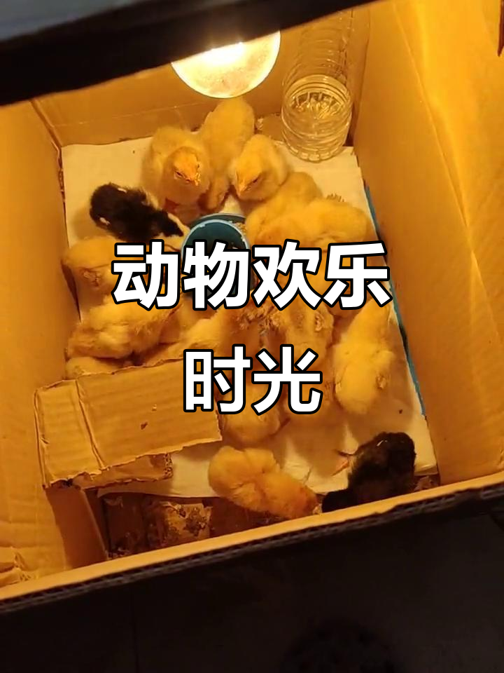 笨蛋与独脚鸡互动,状态逐渐升温,一起玩耍更有趣了!